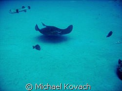 Southern Atlantic Ray near the Sea Emperor by Michael Kovach 